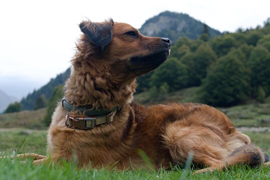 Basque Shepherd dog, in the bush sniffing freedom, breathing healthy, pyrenees, France