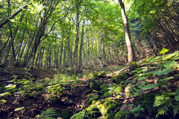 Tall trees in the forest on the mountainside. Wide angle view of a beautiful forest made of green...