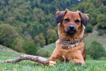 Dog with a tired, teary face, and a grimace on his face. Grass and forest background in the French Pyrenees. adorable basque shepherd with his stick - obrazy, fototapety, plakaty
