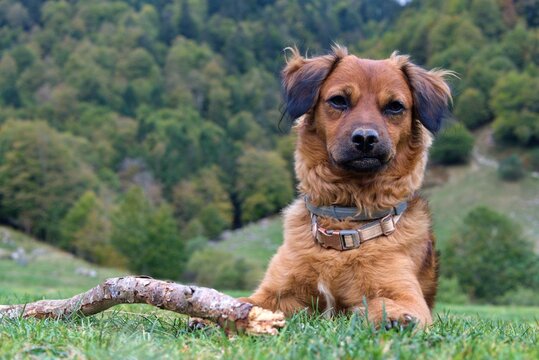 Dog with a tired, teary face, and a grimace on his face. Grass and forest background in the French Pyrenees. adorable basque shepherd with his stick