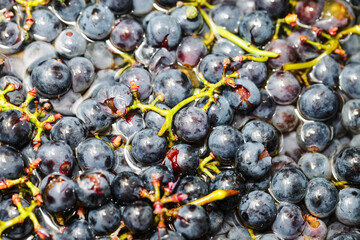 Red grapes texture. Concord grapes background. Wine making background. Closeup macro fruit texture. Homemade wine preparation. Wet fruits washed with water.