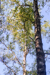 Obraz premium Shot of the big birch tree. Nature