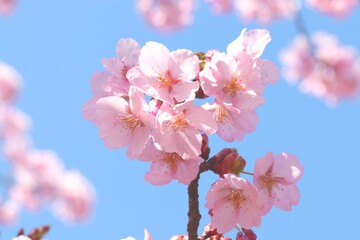 Cherry blossom blooming in the blue sky