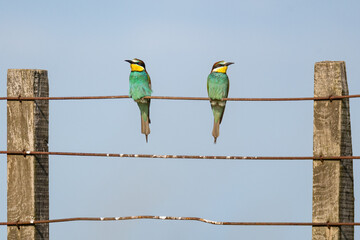 two bee-eaters on a fence