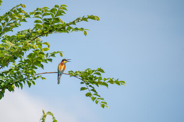Bee-eater on a tree, Bienenfresser