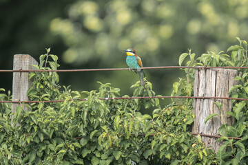 bee-eater on fence