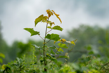 fog in the forest