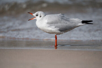 seagull on the beach