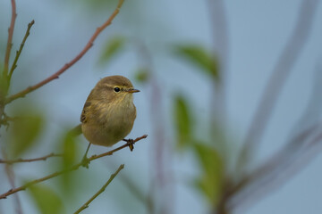 little bird close fitis