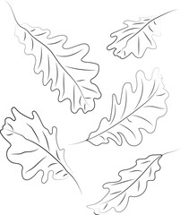 Oak leaves. Line art. Leaves drawn with black lines. High quality vector illustration.