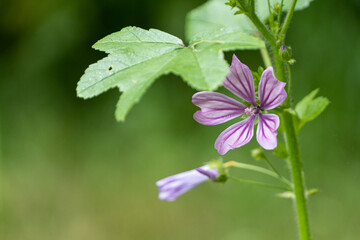 flower purple