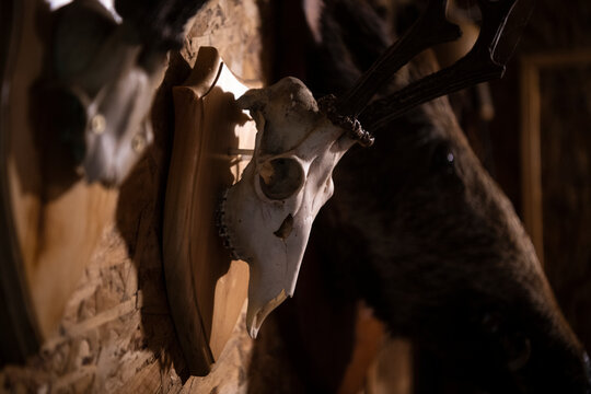 Stag horns on a wall as hunter's trophy