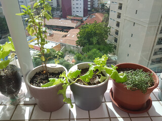 vegetable garden planted in balcony apartment in brazil