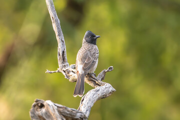 Red-vented bulbul - Pycnonotus cafer perched at green blurred background. Photo from Sariska Tiger Reserve at Alwar District, Rajasthan in India.