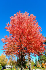 Fototapeta premium autumn in the park, in Bend, Oregon