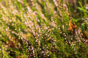 Landscape shot of the grass forest. Nature