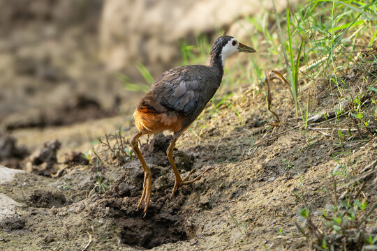 White-breasted waterhen - Amaurornis phoenicurus on ground. Photo from Sariska Tiger Reserve at Alwar District, Rajasthan in India.