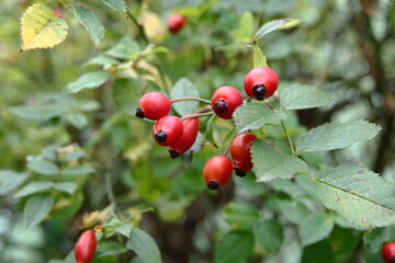 czerwone owoce dzikiej r&oacute;ży