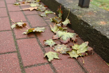 Jesienią liście spadły na chodnik - obrazy, fototapety, plakaty