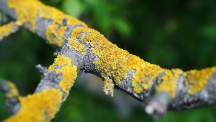 close-up of a tree branch
