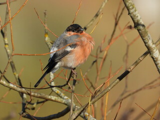 bullfinch on a branch