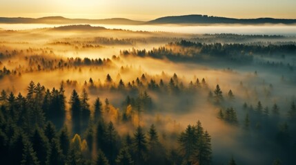 Fototapeta premium early morning sunrise foggy forrest, treetips standing out of fog autumn fall foggy fall sunrise drone shot