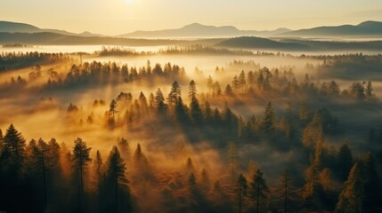 Obraz na płótnie Canvas early morning sunrise foggy forrest, treetips standing out of fog autumn fall foggy fall sunrise drone shot