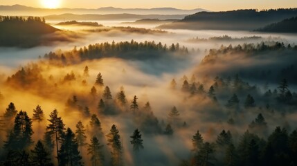Obraz premium early morning sunrise foggy forrest, treetips standing out of fog autumn fall foggy fall sunrise drone shot