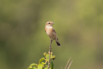 Siberian stonechat, Asian stonechat - Saxicola maurus  female perched at green background. Photo from Sariska Tiger Reserve at Alwar District, Rajasthan in India.