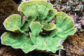coral of macrophotography