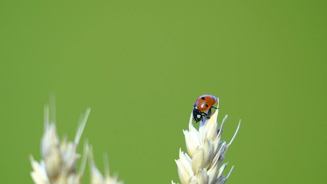 ladybug - ladybird on a blade of grass