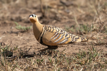 Painted sandgrous - Pterocles indicus male on ground. Photo from Sariska Tiger Reserve at Alwar District, Rajasthan in India.