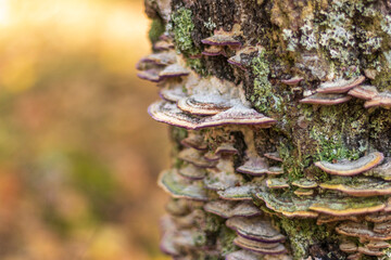 Close up shot of the growths on the woods. Nature