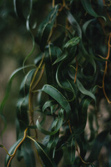 curly willow leaves, plant, nature, garden, closeup, autumn, tree, background © Holy