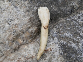 The front tooth of a bear on a block of stone. Incisor tooth of a large predatory beast on gray granite.