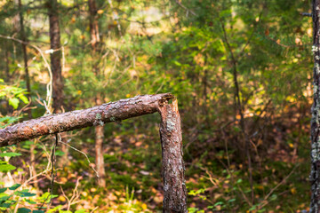 Landscape shot of the forest. Nature