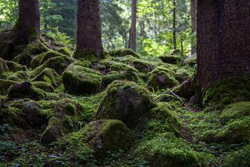 Mossy trees in a green forest in the summer season.