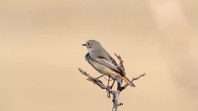 redstart (female) bird perched on branch
