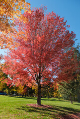 Naklejka premium autumn tree in the park, in Bend, Oregon