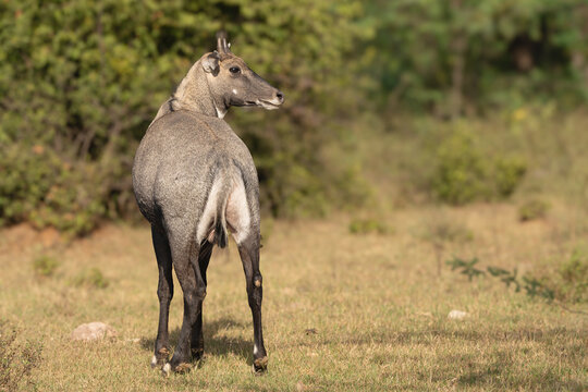 Sambar - Rusa unicolor, sambar deer female at green vegetation in background. Photo from Sariska Tiger Reserve at Alwar District, Rajasthan in India.