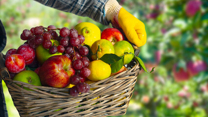farmer holding fruits basket at the garden