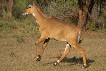 Sambar  - Rusa unicolor female running on green meadow. Photo from Sariska Tiger Reserve at Alwar District, Rajasthan in India. © PIOTR