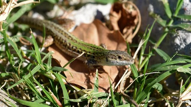 an Italian wall lizard is transfixed while sunning on a dry brown leaf and breathing