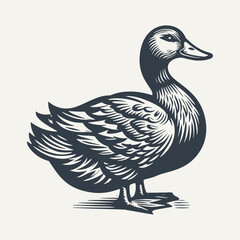 Duck isolated on white. Vintage woodcut engraving style hand drawn vector illustration.