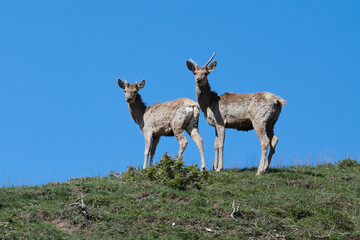 Deers (Maral). Safari Park. Shamakhi, Azerbaijan.