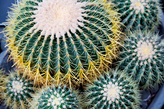 Closeup image of Golden barrel cactus (echinocactus grusonii) (Echinocactus)echinocactus. Cactus in a pot.
