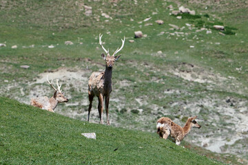 Deers (Maral). Safari Park. Shamakhi, Azerbaijan.