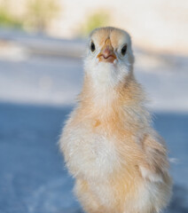 Cute little country newborn yellow baby chick.