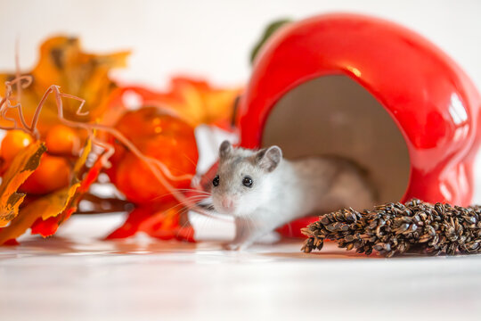 The Chinese striped hamster (Cricetulus barabensis) - pet dwarf hamster - studio shot with autumn fall decorations