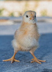 Cute little country newborn yellow baby chick.